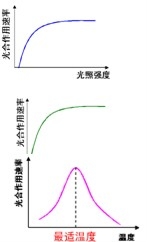 高中生物光合作用的基本过程