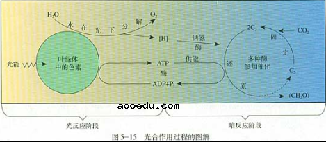 高中生物光合作用的基本过程