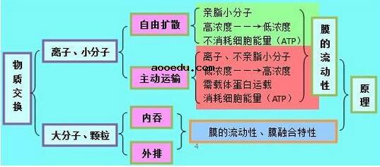 高中生物知识结构图