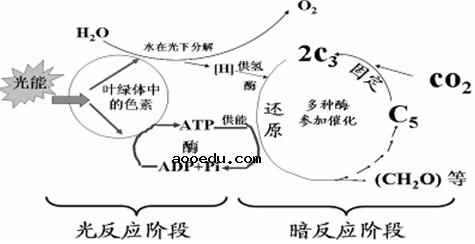 高中生物光合作用的基本过程