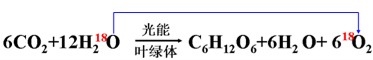 高中生物光合作用的基本过程