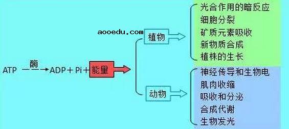 高中生物知识结构图