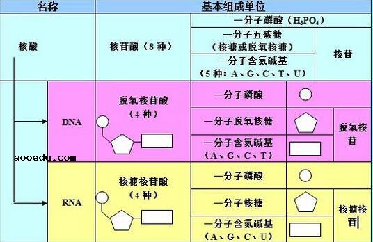 高中生物知识结构图