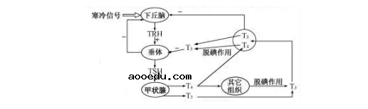 2020浙江高考生物试题及答案解析