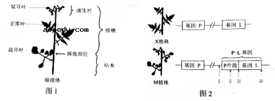 2019年高考理综压轴模拟试题（含答案）