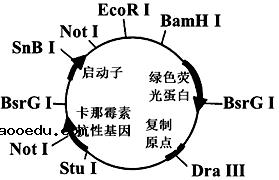 2020年内蒙古赤峰生物高考4月模拟试题