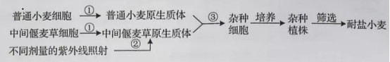 2020年山东新高考全国1卷生物试题