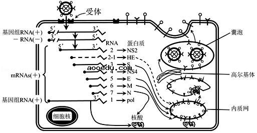 2020年内蒙古赤峰生物高考4月模拟试题