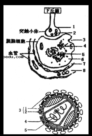 2022四川高考生物冲刺试卷及答案解析