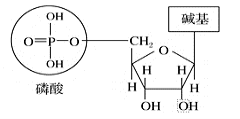 2022甘肃高考生物冲刺试卷