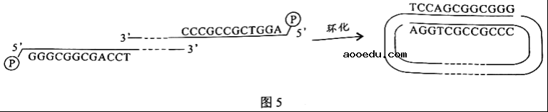 2022广东高考生物试题【word精校版】