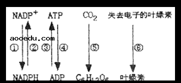 2022四川高考生物冲刺试卷及答案解析