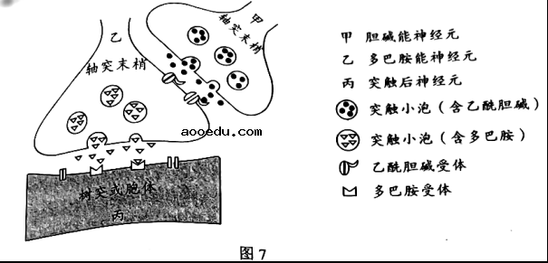 2022广东高考生物试题【word精校版】