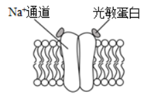 2023届四川省宜宾市叙州区第二中学校高三理综试卷