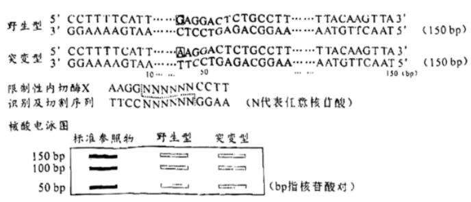 2023广东高考生物试题【word精校版】