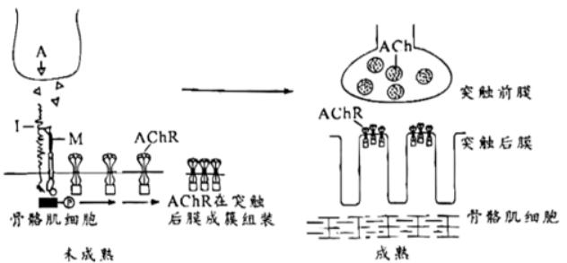 2023广东高考生物试题【word精校版】