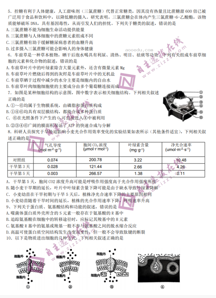 2024九师联盟高三核心模拟卷上生物试题及答案解析