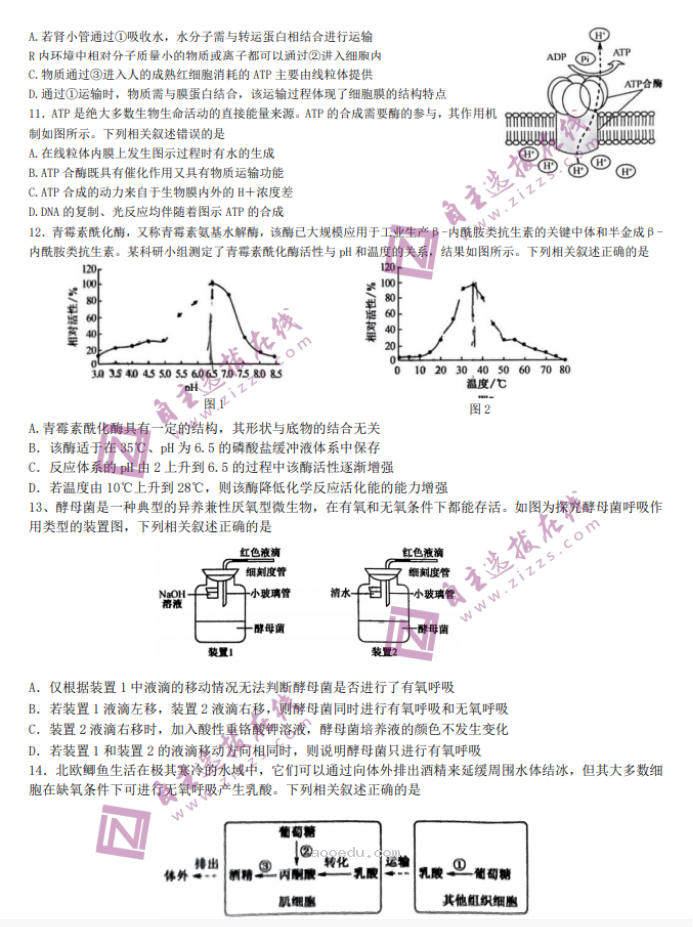 2024九师联盟高三核心模拟卷上生物试题及答案解析