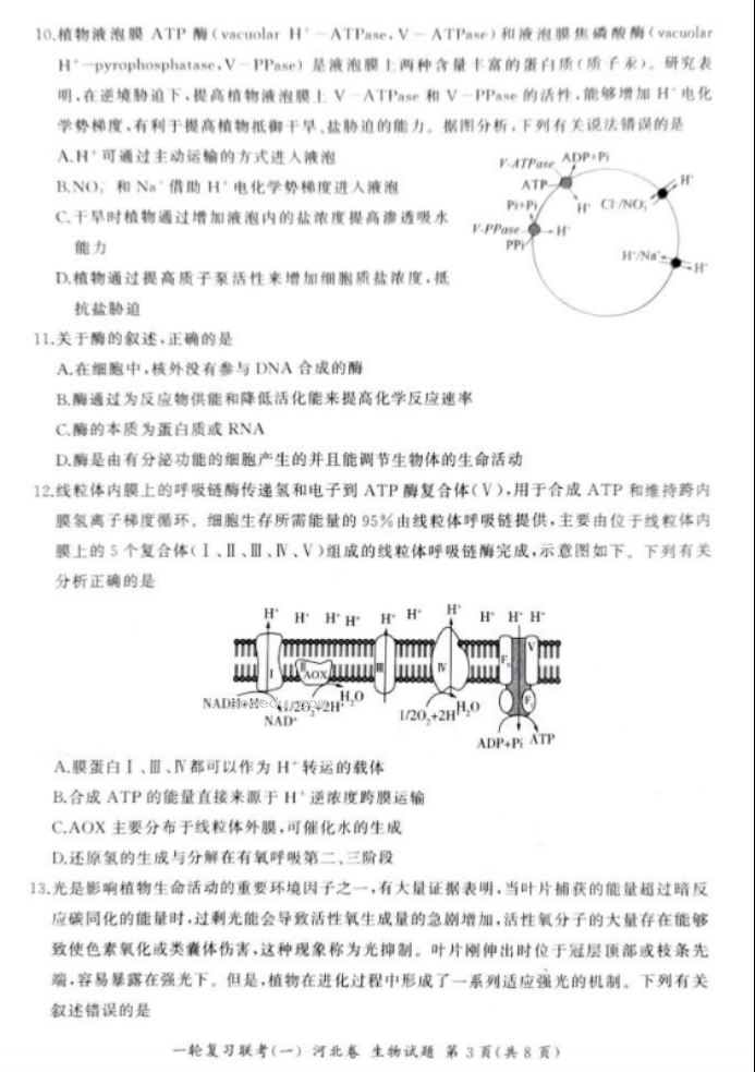 2024百师联盟高三一轮复习考试生物试题及答案(河北卷)