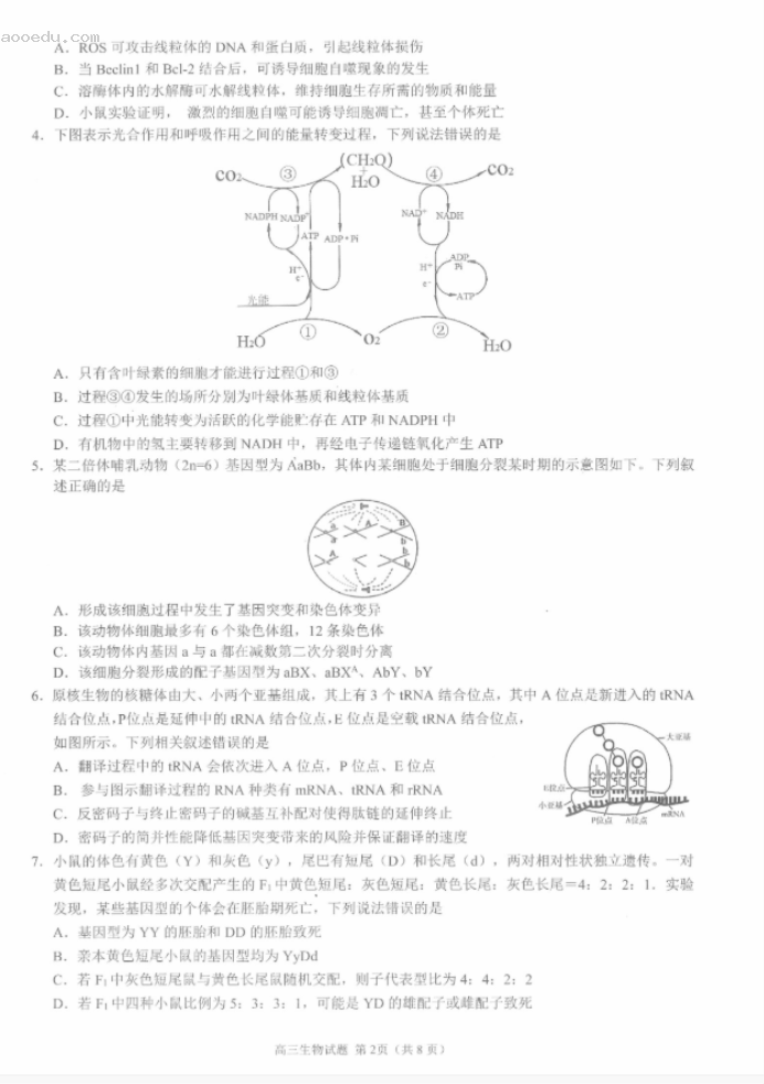 江浙高中发展共同体2024高三10月联考生物试题及答案(江苏卷)