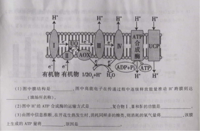 安徽省鼎尖名校2024高三10月联考生物试题及答案解析