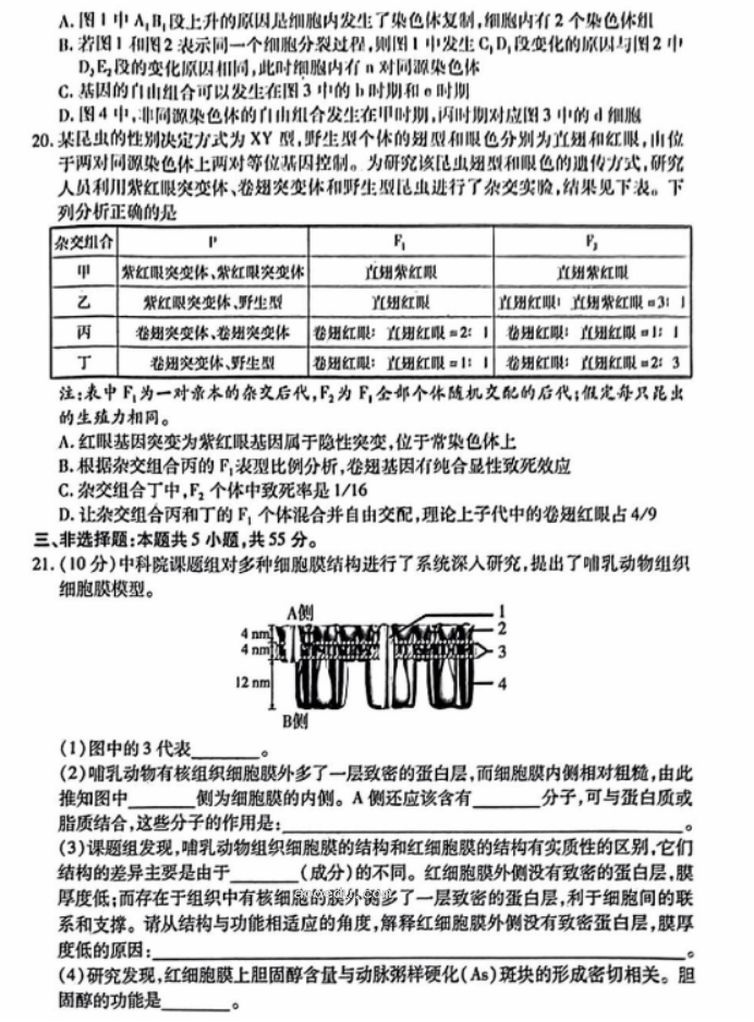 山东新高考2024高三联合质量测评10月联考生物试题及答案