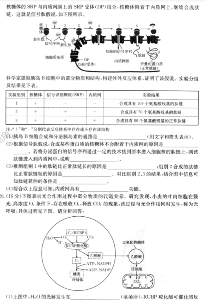 湖北2024高三金太阳10月百校联考生物试题及答案解析