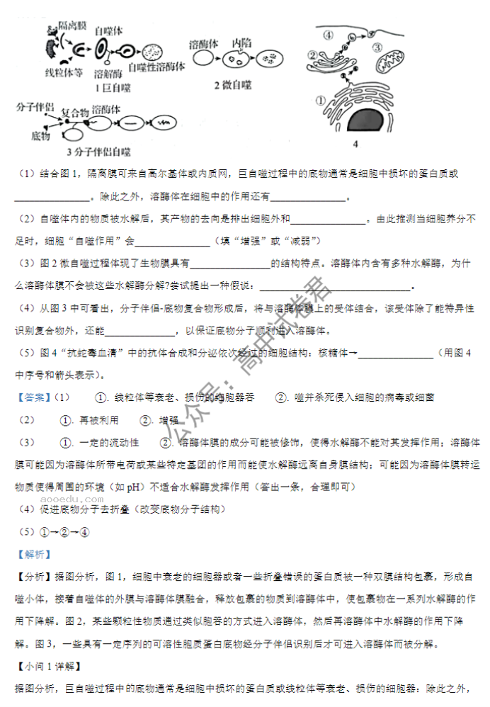 湖北重点高中智学联盟2024高三10月联考生物试题及答案