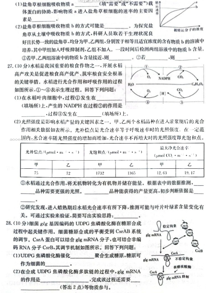 河南金太阳2024高三10月阶段性检测四生物试题及答案解析