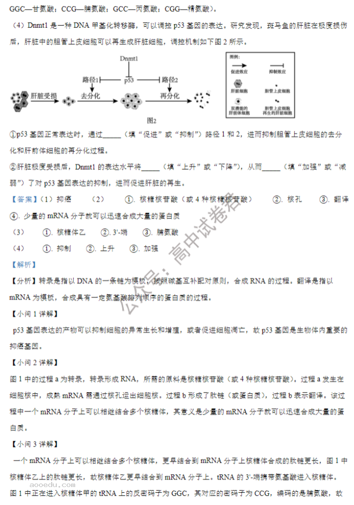 山西大学附中2024高三上学期10月月考生物试题及答案解析