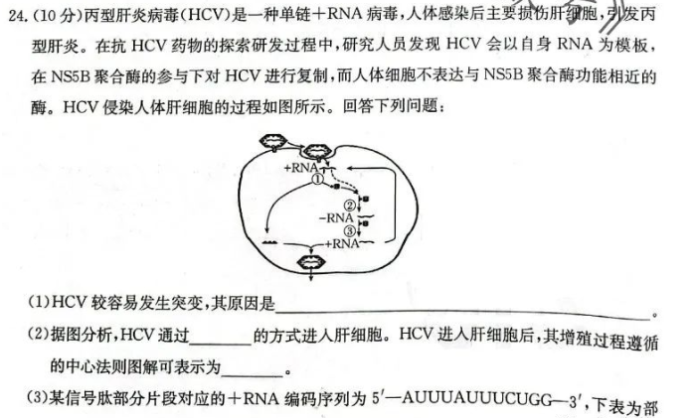 辽宁金太阳2024高三10月适应性考试生物试题及答案