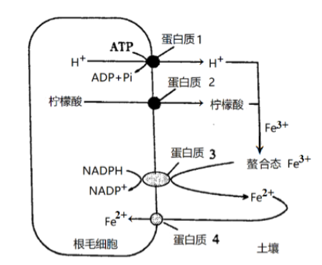 江苏常州联盟学校2024高三10月学情调研生物试题及答案