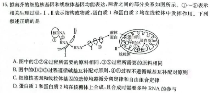 辽宁金太阳2024高三10月适应性考试生物试题及答案