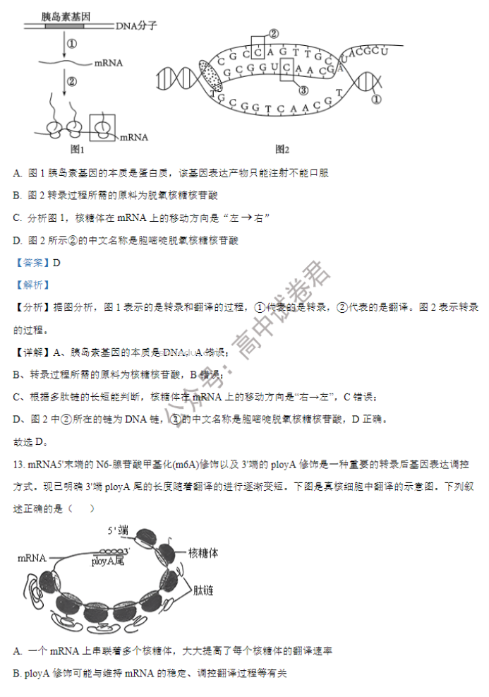 山西大学附中2024高三上学期10月月考生物试题及答案解析