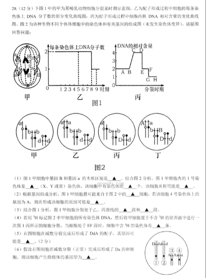 江苏高邮2024高三10月学情调研测试生物试题及答案解析