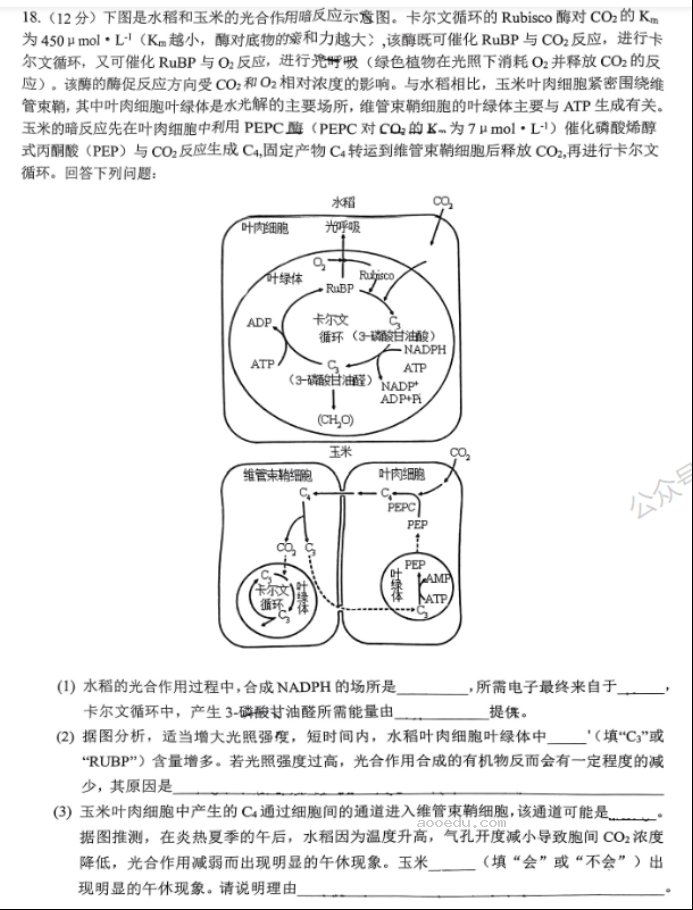 重庆拔尖强基联盟2024高三10月联考生物试题及答案解析