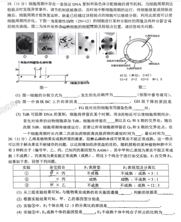 重庆拔尖强基联盟2024高三10月联考生物试题及答案解析