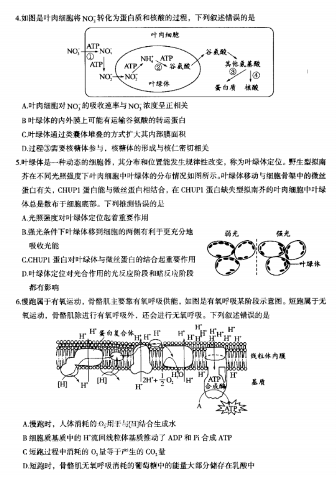 内蒙古赤峰2024高三10月一轮复习联考生物试题及答案解析