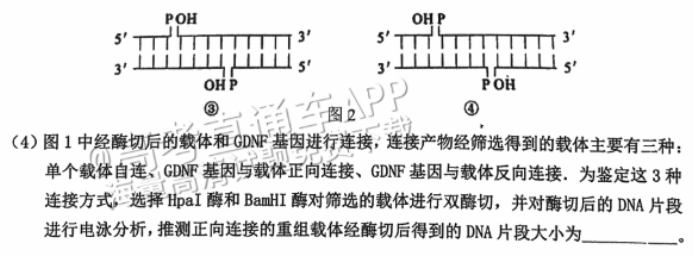 广州花都区2024高三10月调研考生物试题及答案解析