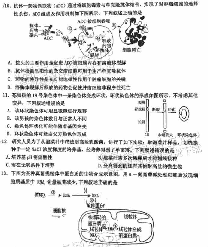 广州花都区2024高三10月调研考生物试题及答案解析