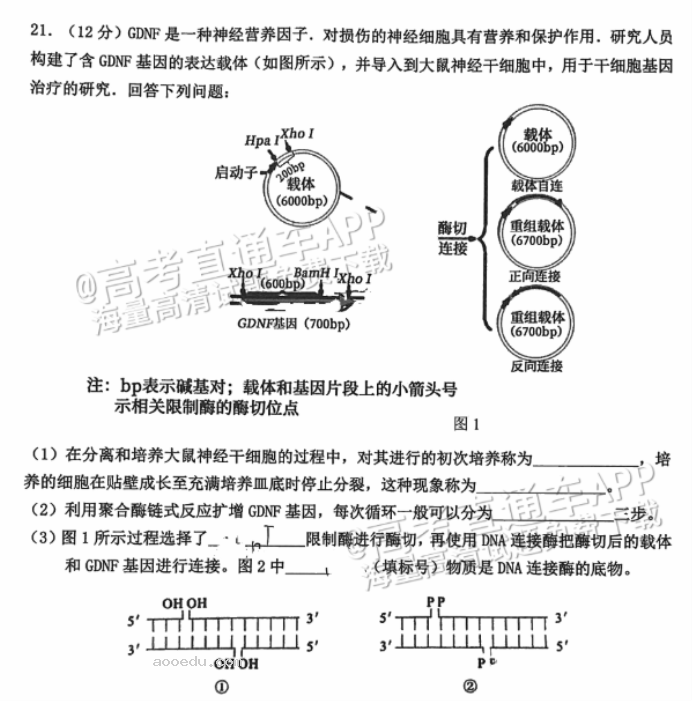 广州花都区2024高三10月调研考生物试题及答案解析