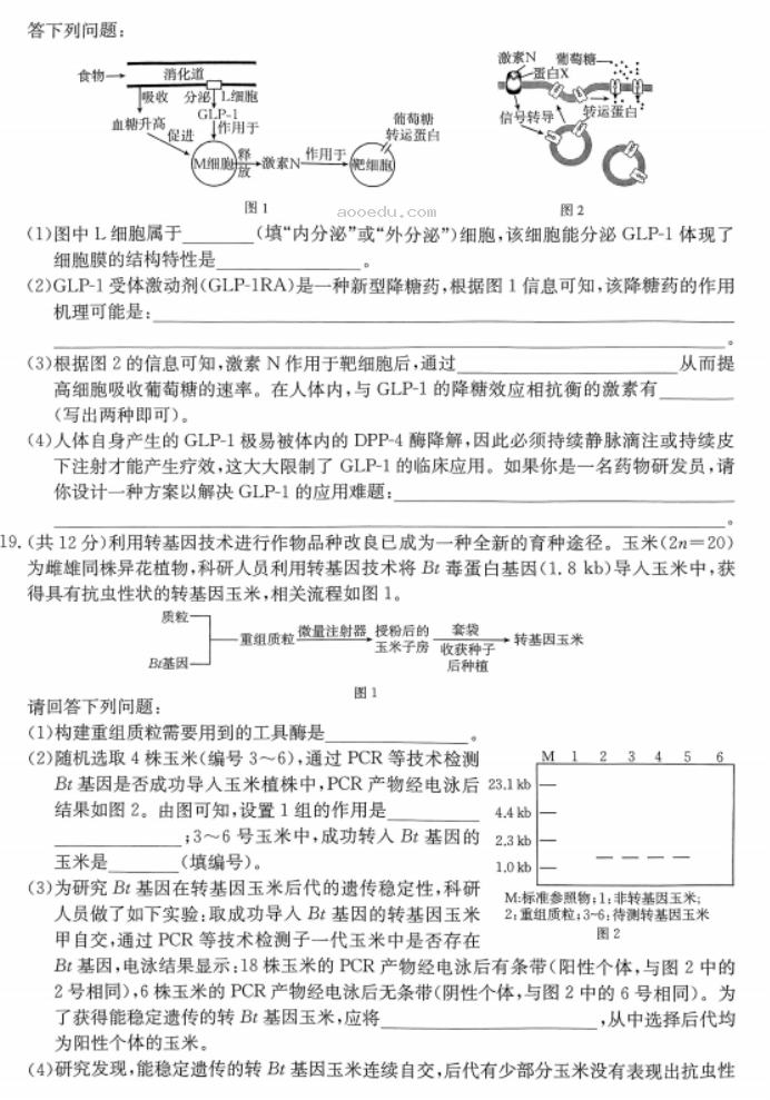 广东湛江2024高三毕业班10月调研考生物试题及答案解析