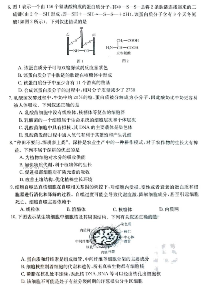 新疆兵团地州学校2024高三期中联考生物试题及答案解析