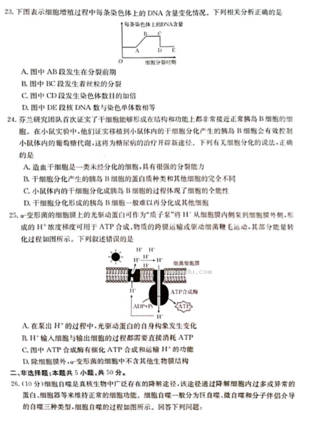 新疆兵团地州学校2024高三期中联考生物试题及答案解析