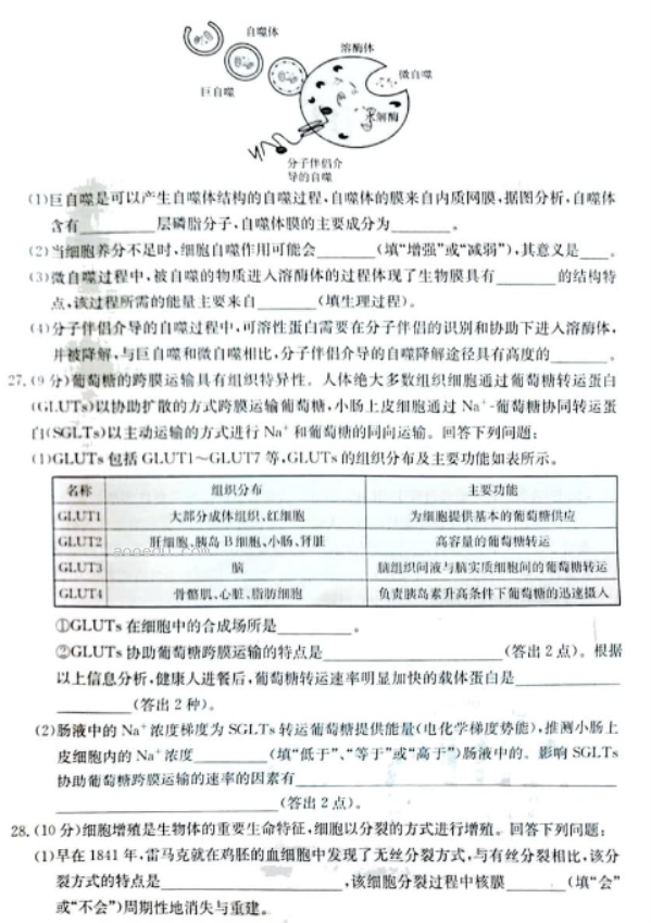 新疆兵团地州学校2024高三期中联考生物试题及答案解析