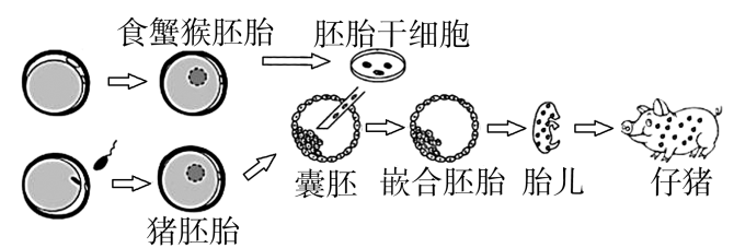 江苏南京六校联合体2024高三10月联合调研生物试题及答案