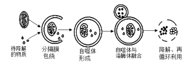 江苏南京六校联合体2024高三10月联合调研生物试题及答案