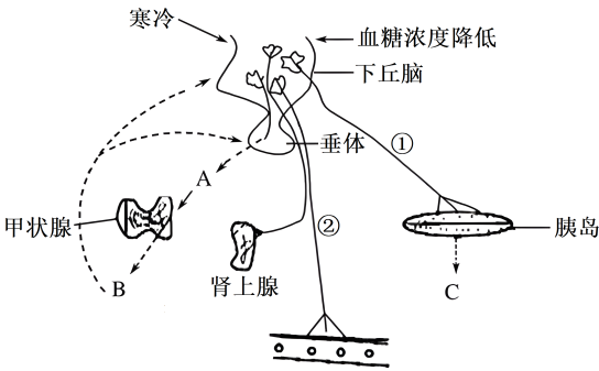 江苏南京六校联合体2024高三10月联合调研生物试题及答案