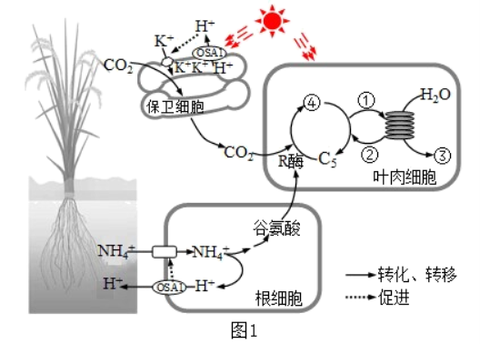 江苏南京六校联合体2024高三10月联合调研生物试题及答案