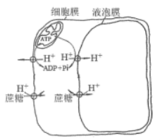 江苏南京六校联合体2024高三10月联合调研生物试题及答案